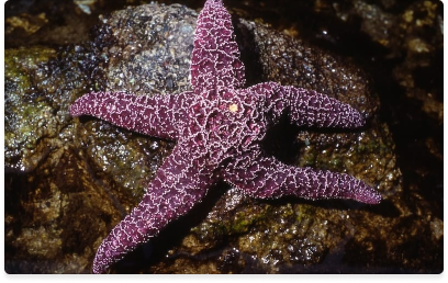 Explore Sea Life